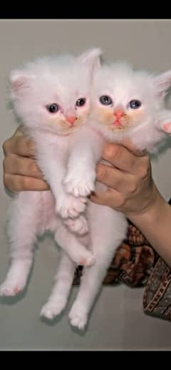 Persian