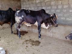 qurabani
