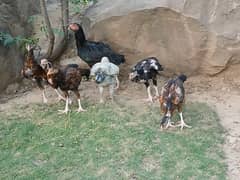 Aseel|Heera!Sindhi|Mianwali