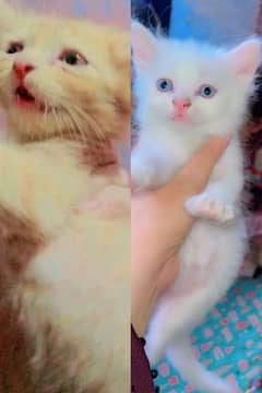 cat for sale pair cats