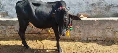 Qurbani