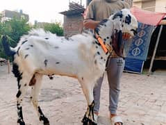 Bakra