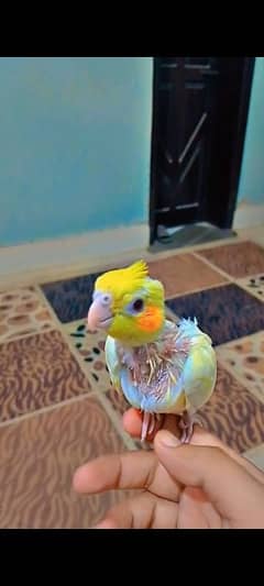 cream cocktail chick available only rs 2000 Whatsapp num 03113457130