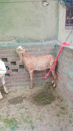 2 dant bakra ghar ka pala hoa