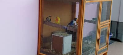 love birds pair or cage for sale on very reasonable price.