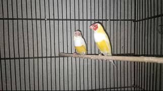 finches ka breeder jore aur extra males