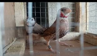 finches