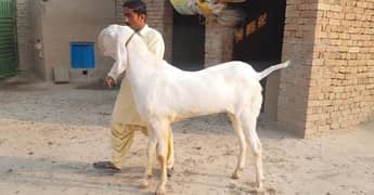 Qurbani lagne wala Rajanpuri Gulabi Bakra for sale/ 03130079851