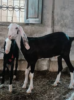 Bakra khassi