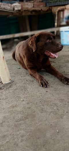Dog For sale