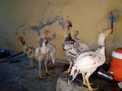 Aseel Chicks | Aseel Murghi | Aseel Murgha | Hens