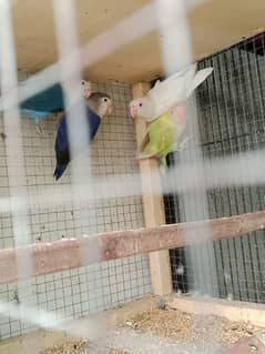 Lovebirds