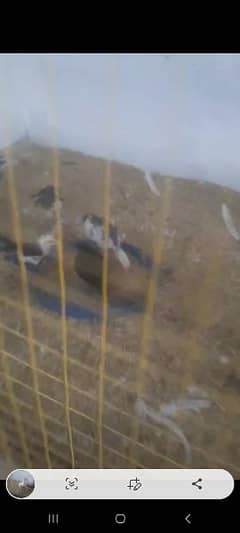 o shamoo black fertile eggs nd chiks