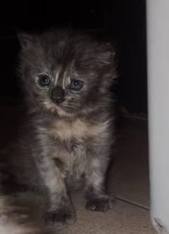Two Kittens Sale 60 Days
