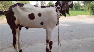 2 dant bakra for QURBANI 03421217945 p call ya WhatsApp