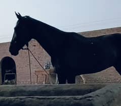 pregnant ghori hight 61+ morna breed