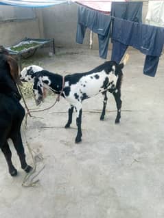 Bakra