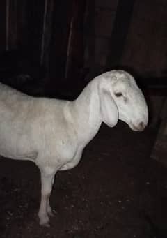 dumba for sale