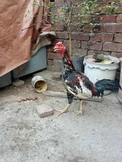 Thai male