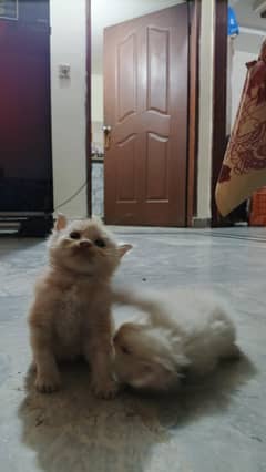 person kitten 8 kitten available