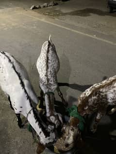 Goats for sale