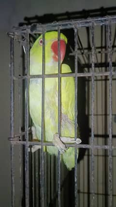 Yellow Male for sale