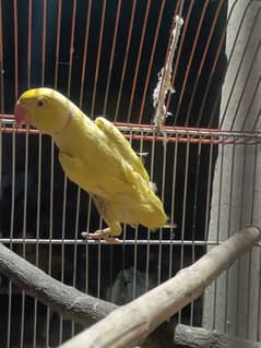 Yellow Male for sale