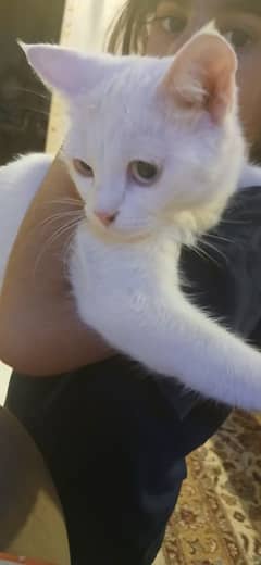 Beautiful Female Cat Paire fully well trained