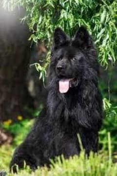Pedigree Long coat Black German Shepard puppies for sale