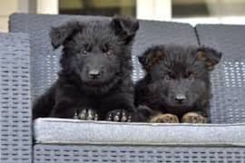 Pedigree long coated Black German Shepard puppies for sale