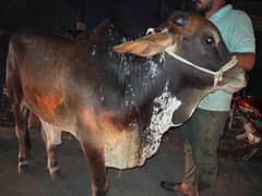 Cow/Bull 2 dant