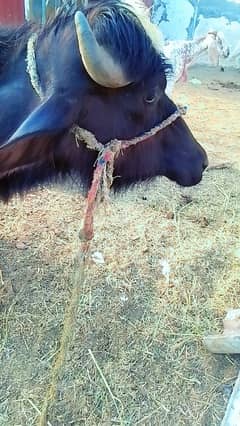 Katta For Qurbani | Desi Saand  For Sale For Qurbani 2025
