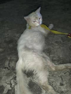 parishion male cat for sale urgent