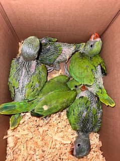 Green Ringneck Chicks