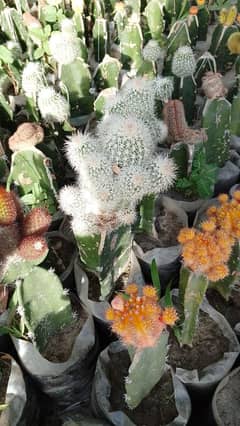 cactus