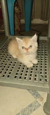 beautiful cat  wasroom terning ,,full action,. ,. . ,. ,,. +923284021221