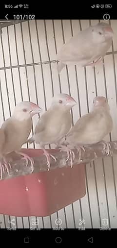 LOOKING NEW HOME Fown java quality chiks