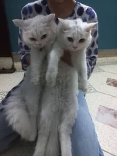 Persian Cats Pair 8 Months