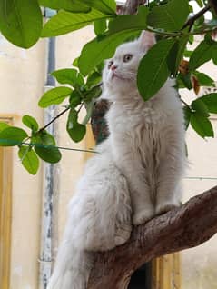 Cat triple core