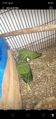 Raw chicks For sale