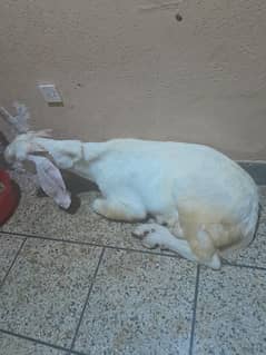 bakra for qurbani