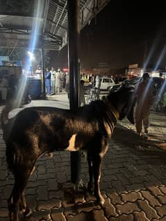 Bakra
