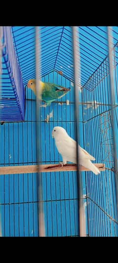 Lovebirds pair for sale with cage and wooden box