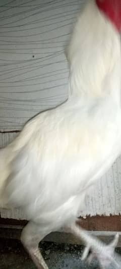 heera