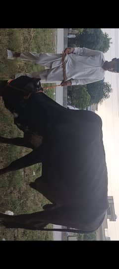 Qurbani cow