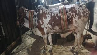 Qasai available