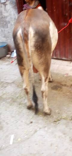 Wacha for qurbani