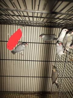 java for sell