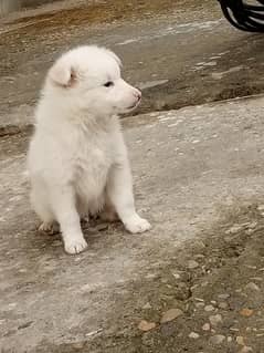 russian puppy female
