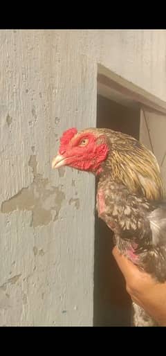 Aseel sindhi long hight patha for sale or exchange possibl 03058529877